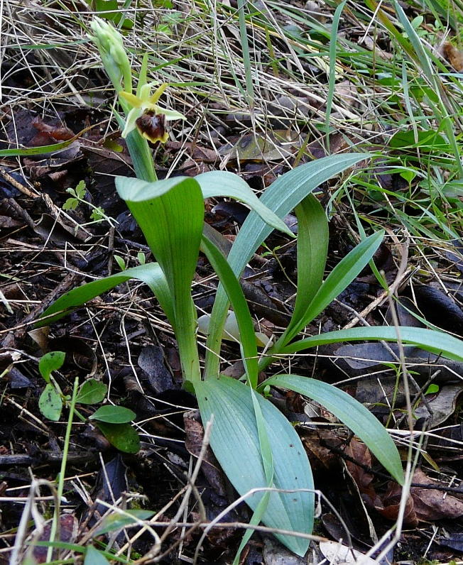 Ophrys massiliensisGenova